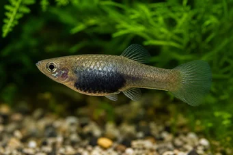 Poecilia melanogaster Platy melano