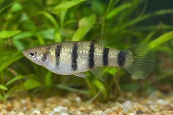 Poecilia nigrofasciata Poecilia à raies noires