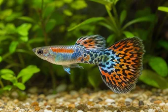 Poecilia reticulata Guppy