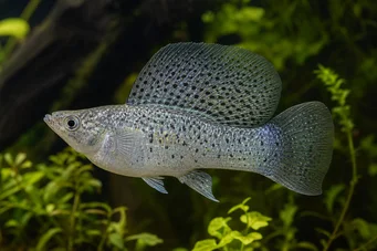 Poecilia velifera Molly voile