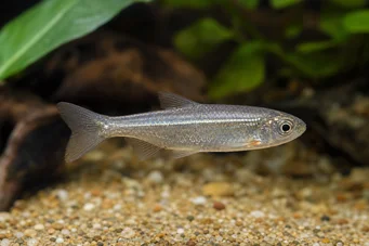 Poissonsus picus Poissons porc-épic