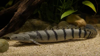 Polypterus delhezi Polyptère (bichir) du Zaïre