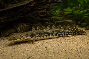 Polypterus ornatipinnis Polypterus ornatipinnis