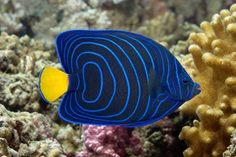 Pomacanthus annularis Poisson-ange à anneau