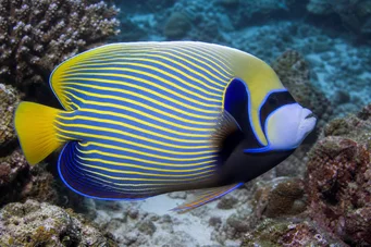 Pomacanthus imperator Poisson-ange empereur
