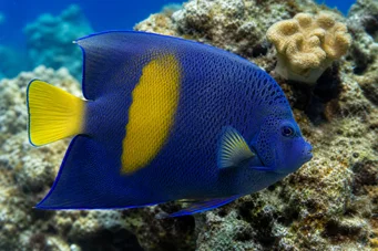 Pomacanthus maculosus Poisson-ange à croissant