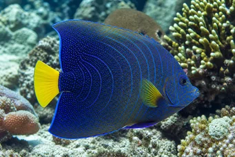 Pomacanthus semicirculatus Poisson-ange à demi-cercles