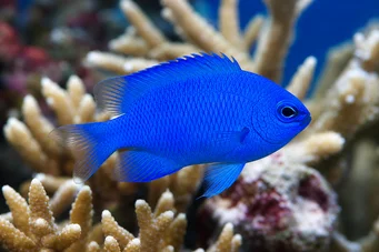 Pomacentrus alleni Demoiselle d Allen