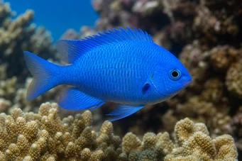 Pomacentrus caeruleus Demoiselle bleu-vert