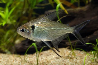 Poptella longipinnis Tétra à longues nageoires