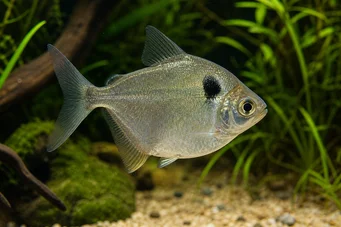 Poptella orbicularis Characin disque
