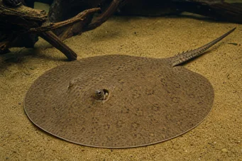 Potamotrygon hystrix Raie d'eau douce marbrée