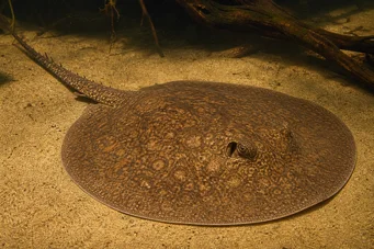 Potamotrygon laticeps Raie à aiguillon commune