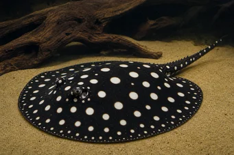 Potamotrygon leopoldi Raie d'eau douce de Leopold