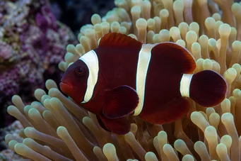 Premnas biaculeatus Clown épineux