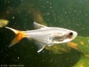 Prionobrama filigera Characin de verre à que...