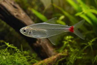 Prionobrama filigera Characin de verre à queue rouge