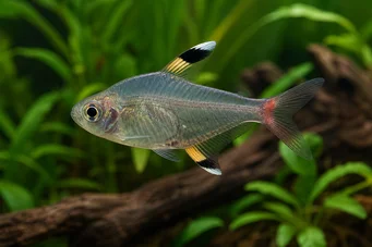 Pristella maxillaris Chardonneret d'eau