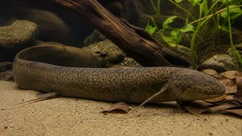 Protopterus annectens annectens Dipneuste africain