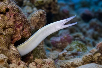 Pseudechidna brummeri Murène ruban blanc