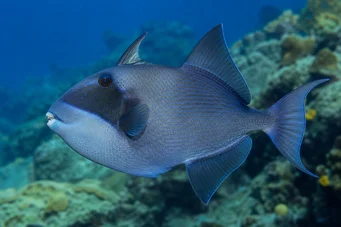 Pseudobalistes fuscus Baliste vermiculé