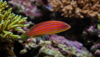 Pseudocheilinus hexataenia Labre à six lignes