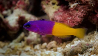 Pseudochromis paccagnellae Poisson vanille-fraise