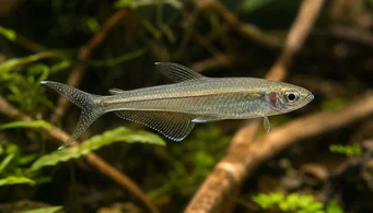Pseudocorynopoma doriae Cerf-volant