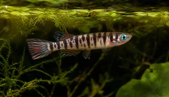 Pseudoepiplatys annulatus Killi clown