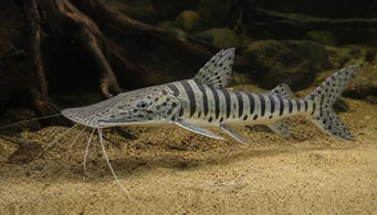 Pseudoplatystoma fasciata Silure tigre
