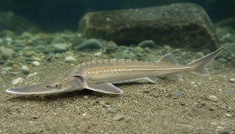 Pseudoscaphirhynchus kaufmanni Esturgeon de Kaufmann