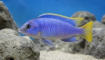 Pseudotropheus acei Acei