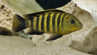 Pseudotropheus crabo Pseudotropheus caméléon