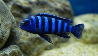 Pseudotropheus demasoni Pseudotropheus demasoni