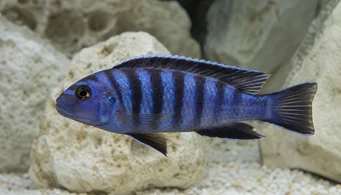 Pseudotropheus elongatus Cichlidé allongé