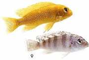 Pseudotropheus lombardoi Pseudotropheus lombardoi