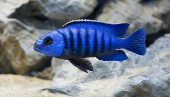 Pseudotropheus saulosi Pseudotropheus saulosi