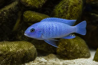 Pseudotropheus socolofi Cichlidé bleu