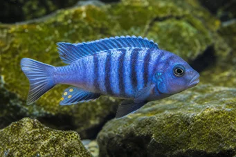 Pseudotropheus tropheops Couve-gueule jaune