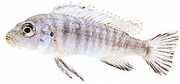 Pseudotropheus zebra Cichlidé zèbre du Mala...