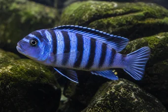 Pseudotropheus zebra Cichlidé zèbre du Malawi