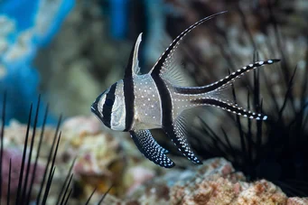 Pterapogon kauderni Apogon de Banggaï