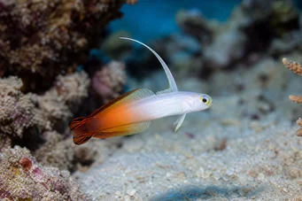 Ptereleotris hanae Poisson-gobie bleu