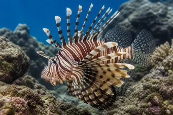 Pterois sphex Pterois d'Hawaii
