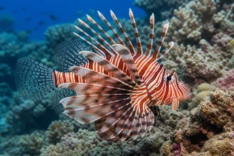 Pterois volitans Poisson-scorpion