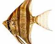 Pterophyllum altum Scalaire altum