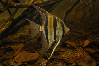 Pterophyllum altum Scalaire altum