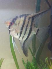 Pterophyllum scalare Scalaire