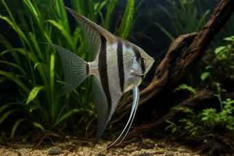 Pterophyllum scalare Scalaire
