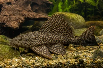 Pterygoplichthys gibbiceps Pléco royal